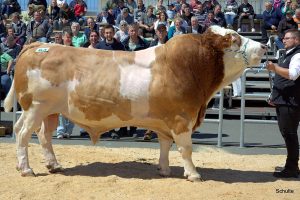 Fleckviehstier Hokuspokus overleden op 10-jarige leeftijd