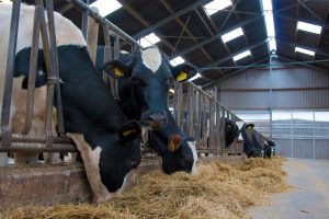 Antibioticagebruik melkveesector blijft in 2025 laag en stabiel volgens SDa-rapport
