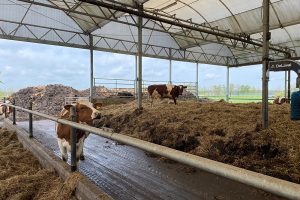 Openstelling subsidie voor extensivering melkveehouderij verlengd tot eind januari 2027