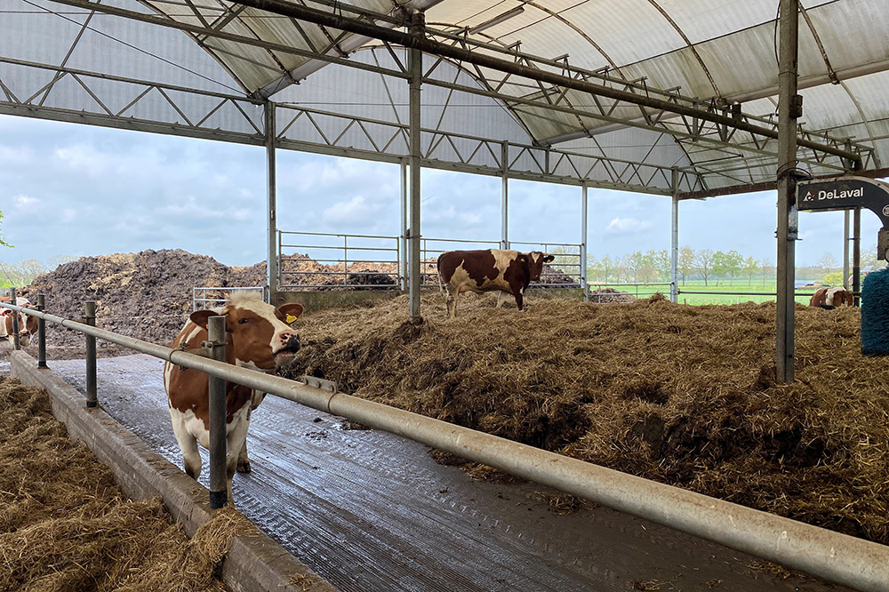 Openstelling subsidie voor extensivering melkveehouderij verlengd tot eind januari 2027