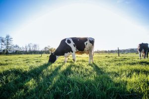 Jaarverslag MilkBE 2026: Belgische zuivelsector in beweging