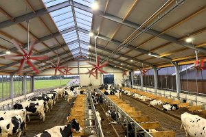 Melkkoe ligt comfortabel in een goed ingerichte ligbox in de stal