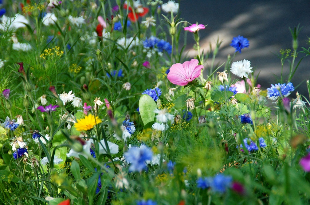 Praktijkervaring met bloemenranden: zo vergroot je de kans op succes