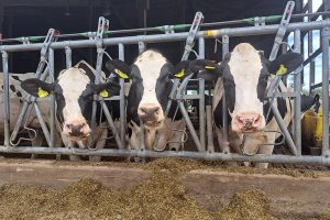 “Focus niet op de langste, maar op de optimale productieve levensduur”