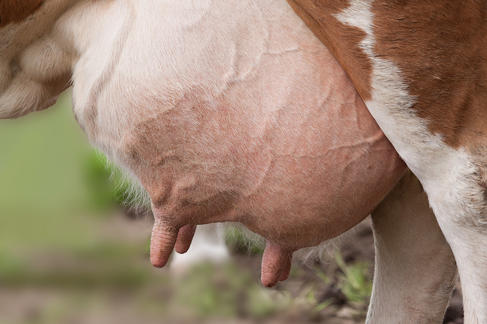 De speenhuid: een vaak onderschatte risicofactor voor mastitis