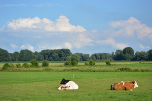 Vogelgriep bij koeien: wat betekent dat voor de sector?