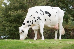 Keur Zohare PP eerste homozygoot hoornloze tientonner in België