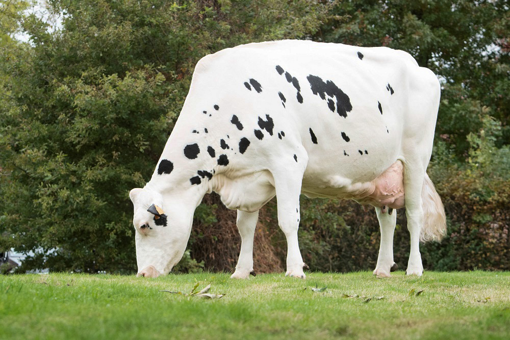 Keur Zohare PP eerste homozygoot hoornloze tientonner in België
