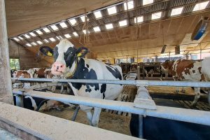 Tekst: Esmee Groot Roessink Blauwtong volgens melkveehouder geen blijvend probleem