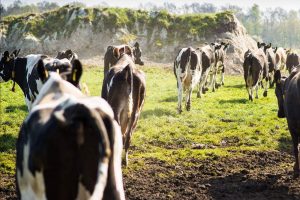 Verschijnselen shamonda-like virus duiken op in Friesland en Limburg