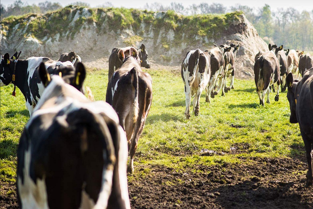 Verschijnselen shamonda-like virus duiken op in Friesland en Limburg