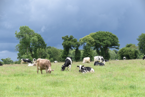Augustusdraai AI-Total: Dr. No nummer 1 in nieuwe Interbull-index