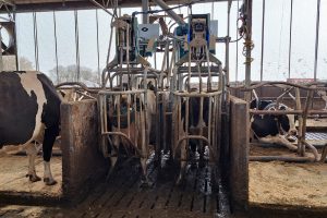 Het CowToilet kan urine direct onder de staart van de koe opvangen. Onderzoek op Dairy Campus laat zien dat het systeem de ammoniakemissie met 37,8 procent kan verlagen. Koeien wennen bovendien snel aan het systeem. Toch is een brede toepassing op melkveebedrijven niet alleen afhankelijk van de technische werking. Ook de mestwaarde, RENURE-regels en kosten bepalen het economische perspectief. 