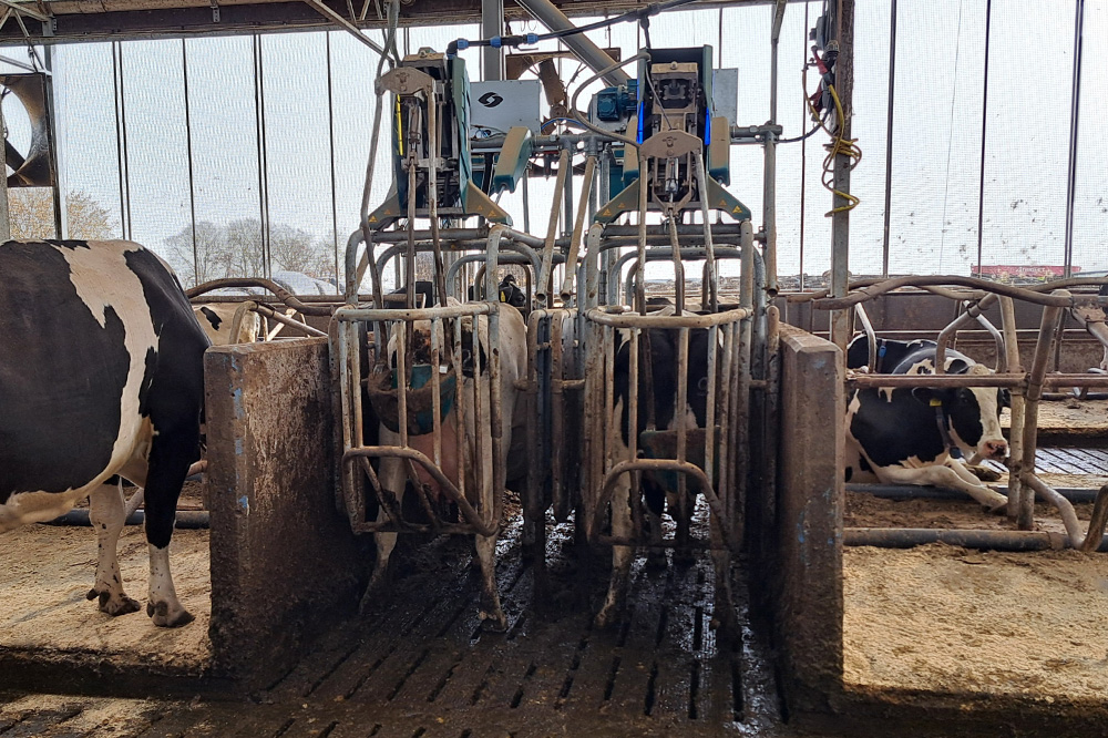 Het CowToilet kan urine direct onder de staart van de koe opvangen. Onderzoek op Dairy Campus laat zien dat het systeem de ammoniakemissie met 37,8 procent kan verlagen. Koeien wennen bovendien snel aan het systeem. Toch is een brede toepassing op melkveebedrijven niet alleen afhankelijk van de technische werking. Ook de mestwaarde, RENURE-regels en kosten bepalen het economische perspectief. 