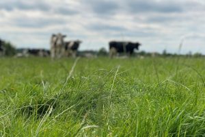 Stikstofbemesting grasland na droogte vaak niet meer nodig meldt CBGV