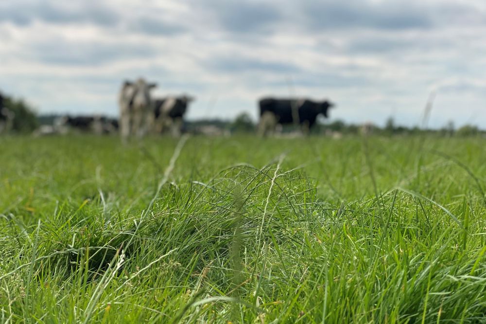Stikstofbemesting grasland na droogte vaak niet meer nodig meldt CBGV