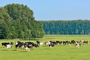 Nieuw aan Schmallenberg gerelateerd virus ontdekt in Duitsland