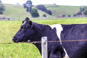 Landelijke melkproductie bereikt nieuw record 