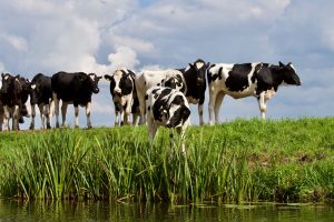 Shamonda-like virus vastgesteld in Nederland, verdenking in België