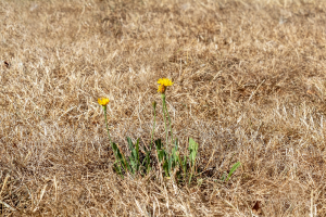 Groenmonitor brengt droogteschade grasland in kaart: tweede droogste jaar van de eeuw