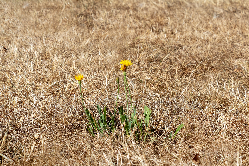 Groenmonitor brengt droogteschade grasland in kaart: tweede droogste jaar van de eeuw