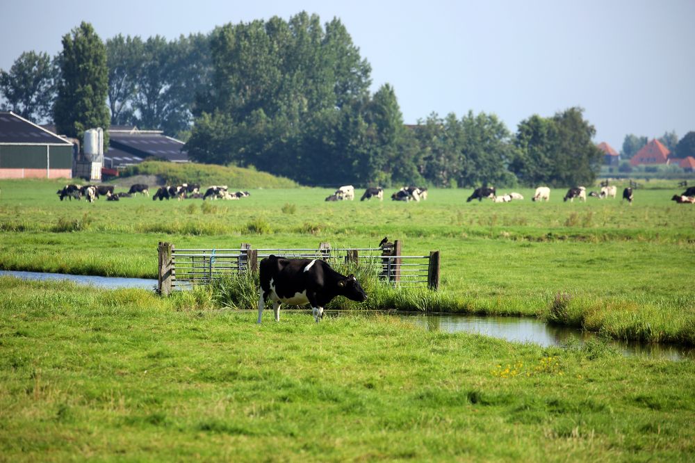 PBL: stikstofplan maakt toekomst voor veel veehouders ongewis