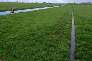 Foto greppelveld 1000