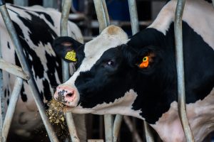 ABN AMRO verwacht herstel voor melkveehouderij richting 2027