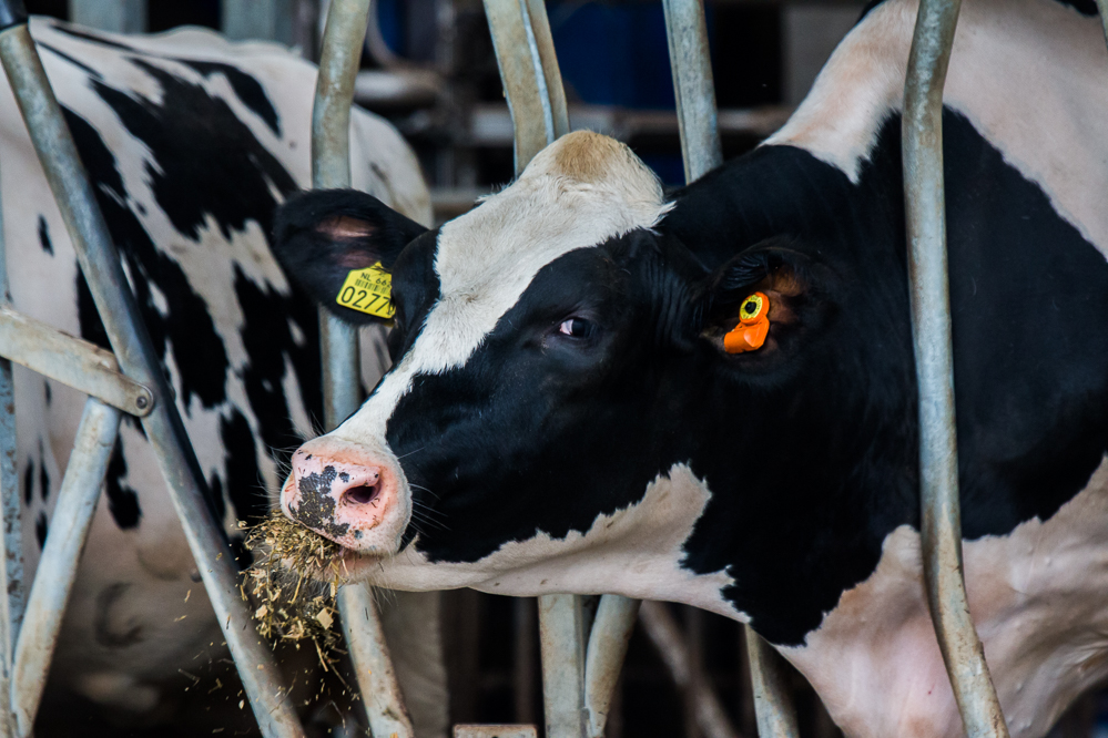ABN AMRO verwacht herstel voor melkveehouderij richting 2027