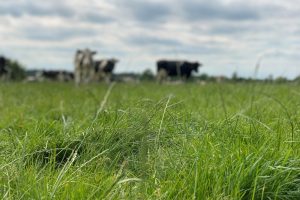 VisscherHolland introduceert graszaadmengsel voor meer eiwit van eigen land