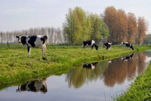 Koeien in de wei
