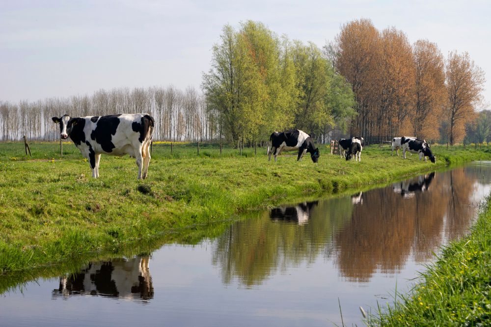 Koeien in de wei