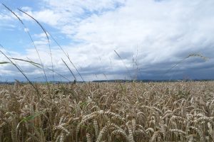 Grondstoffenupdate week 42: graanprijzen stijgen en Amerikaanse tarwe-export onder druk