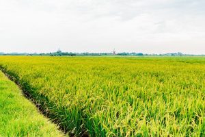 "Kansen voor rijstteelt op de Nederlandse veenbodem"