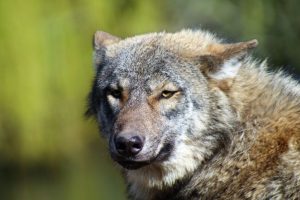 Wolf boos 1000