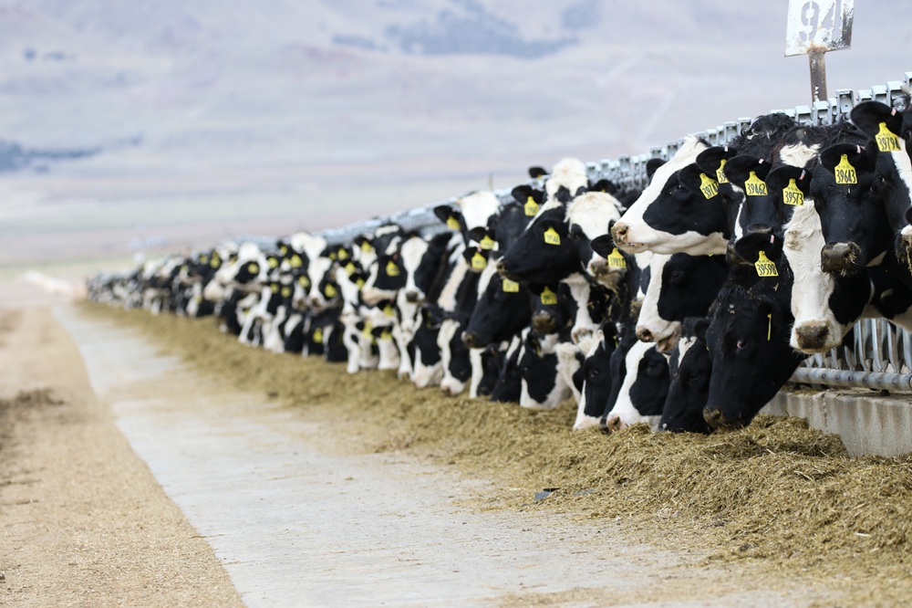 alpineveg-cows-3576078 1000jpg