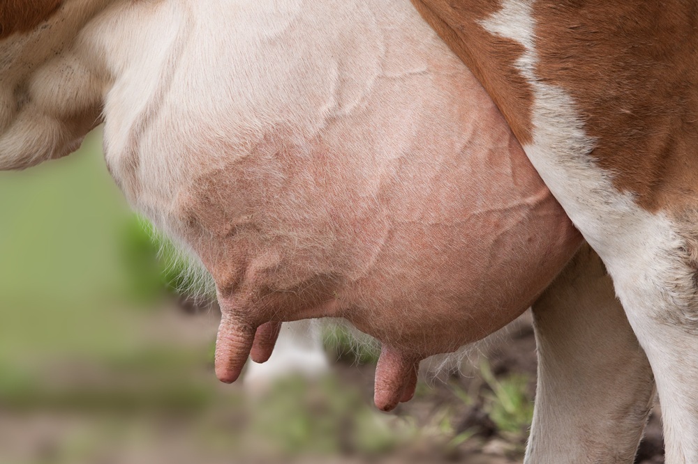stux-udder-168821 1000